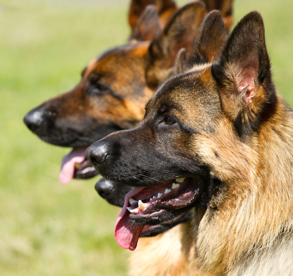 日本警察犬協会 公認訓練士